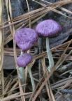 mushrooms - mushrooms
