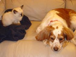 New Kitten and Our Dog - The new kitten sitting by our extremely tolerant dog, Daisy:)