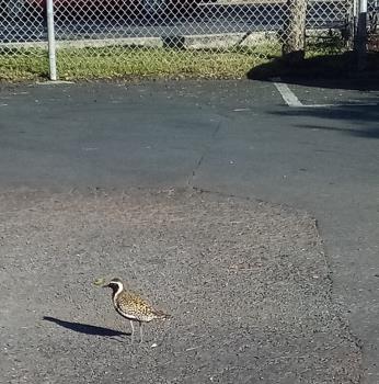 Golden plover April 13, 2021.