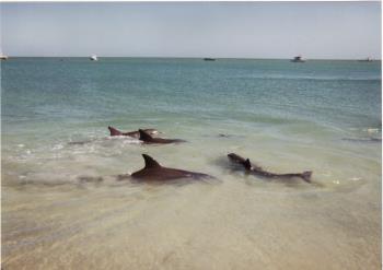 we did actually get in the water with them because they have babies with them we did actually get in the water with them because they have babies with them