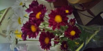 My flower from bouquet I bought from Marukai this WK. My flower from bouquet I bought from Marukai this WK.