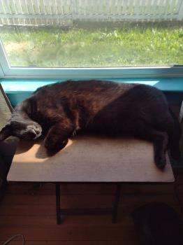 Blacking sleeping Blacking sleeping