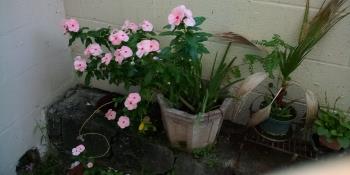 The mother plant.