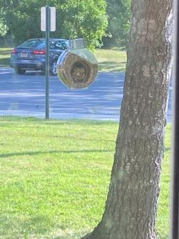 My photo of a squirrel in my yard