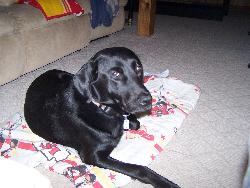 Bingo on his blanket - Here is my sweet and loving, black lab named Bingo.