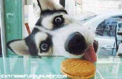 or maybe it´s this hungry dog!! - or maybe it´s this hungry dog!!