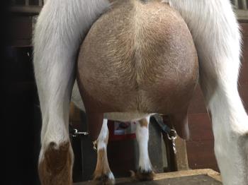 Nigerian Dwarf Udder Nigerian Dwarf Udder