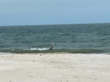 Blue heron on the beach.  Photo taken by and the property of FourWalls.