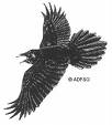 Raven - A picture of a raven