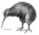 kiwi - Kiwi - NZ national bird