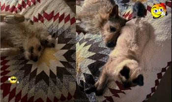 On the left is a shot I took 10 days after I rescued Tuffy, the one on the right was taken a few weeks ago. 