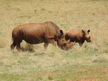 two of our local Rhino&#039;s (baby calf) slaughtered for their horns!  TRAGIC!