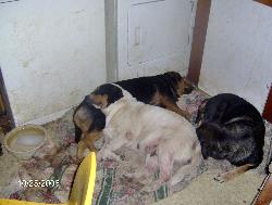 My dogs Lilly, Jessica and Bandit - 3 of my dogs doing what they do best...sleeping.