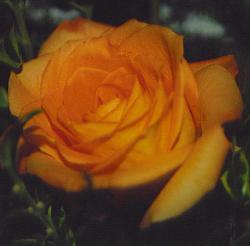 orange rose - orange rose