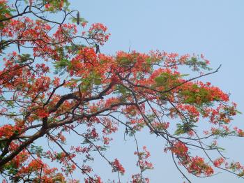 https://commons.wikimedia.org/wiki/File:Gulmohar_tree_22.jpg https://commons.wikimedia.org/wiki/File:Gulmohar_tree_22.jpg