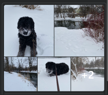 My guide dog in snow