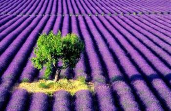 Lavender farm - lavender farm