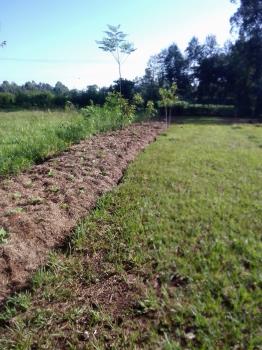 Pilot study of mulching on beans