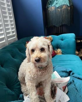 Wynne&#039;s dog Ginny. 