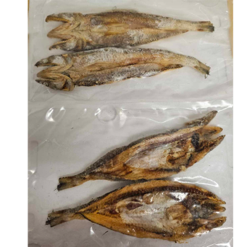 lizard fish or carajo