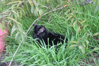 Blackie