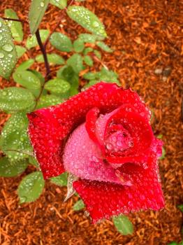 My rose bush after rain. My rose bush after rain.