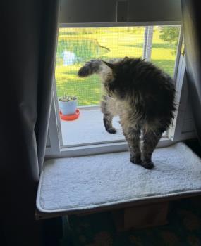Catio Catio