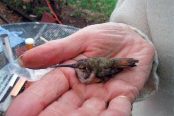Here is the proof - Humming bird