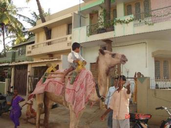 Camel ride at Mysore, India - Photographed at Mysore, India