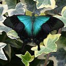 butterfly - butterrfly