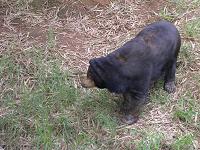Bear at Mysore Zoo, India - Photographed at Mysore Zoo, India