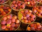peaches - peaches