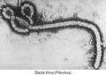 Ebola virus - Ebola Virus