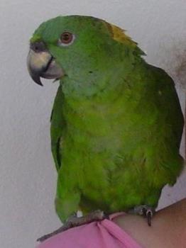 Lolo, My Parrot - This is a picture of my parrot, LoLo.