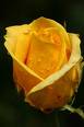 Yellow Roses - Yellow Roses