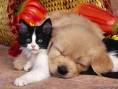 Cats and dogs - Cats and dogs