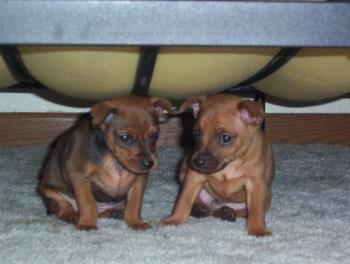 min pin&#039;s - min pin&#039;s