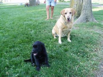 Madison and Sidney - our yellow and black labradors.