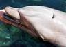 Dolphin s blowhole - Dolphin&#039;s blowhole,They  breath through the dblowhole on the top od their head. Dolphins are mammals 