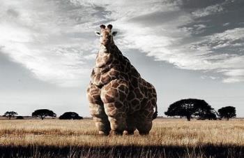 Fat Giraffe - Fat Giraffe
