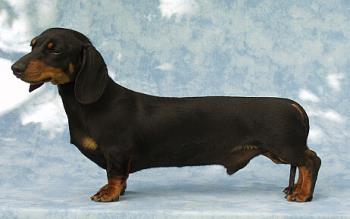 Jake - Jake is our Championed smooth dachshund