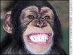 monkey - who does&#039;nt like monkey?