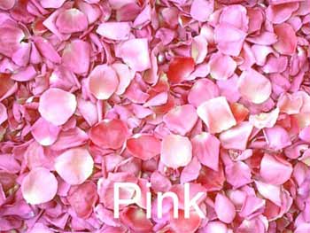 rose petal - rose ptal