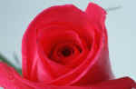 rose - my favorite flower - rose.
its so beautiful