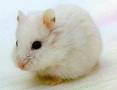 a wee white hamster  - aww aint it cute lol