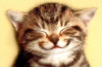Smile Be Happy - Kitty smiling