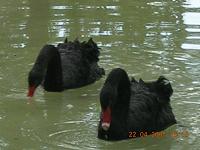 Black swans at Mysore Zoo, India - Photographed at Mysore Zoo, India