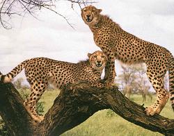 Cheetahs at Mysore Zoo, India - Photographed at Mysore Zoo, India