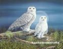 Owls - Snow Owls