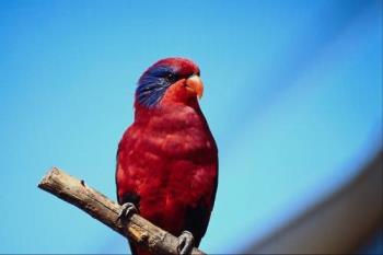 A red colour bird. - Just like this, isn&#039;t it. Well I love them alot.